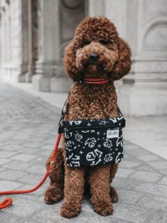 Tegnap óta kint a LSB x @neverjustadog_ kollekció a shopban, és Pozsonyi Rebeka annyi fantasztikus kampányképet készített, hogy hirtelen azt se tudtam, melyeket osszam meg elsőre, de végülis itt az első csokor, egy kis ízelítő 🖤 /// #lillaselleibags #mamiserpa #dogmom #dogmomlife #budapest