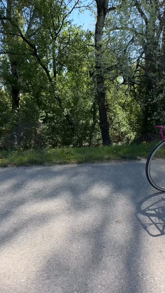 Itt még nem sejtettem, Szigetmonostoron egy olyan antikboltot találunk, hogy onnantól már a bringatúrára szánt ebéd mellett a bringámon szállíthatok egy bakelit lemezt, egy 47-es Vogue magazint, egy csipketerítőt, egy antik plüssfigurát, egy régi fecskendőt, egy lávalámpát, ja és lovas cipőkanalat és cipőkefét 😄🙈 Még szerencse, hogy a mini extra mellett nálam van a biciklicsomagtartó táskám is, így minden befért! /// #familybiketour