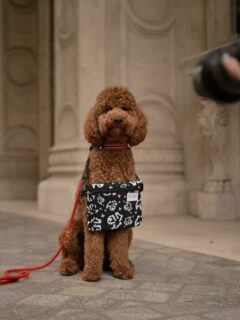 Mini plusz? Övtáska? Mini extra hátizsák? Írd meg kommentben, neked melyik a kedvenced ebből a kollekcióból! Nekem a vágyam egy EXTRA fazonú hátizsák, már meg is rendeltem a varrodától! Tudtad, ha éppen egy kollekciónak nem része valamelyik táskafazonunk, ami szíved vágya, akkor előrendeléssel elkészítjük neked! Idén eddig több, mint 500 darabot készítettünk el így 🥰 /// #lillaselleibags #dogmom #dogsinthecity @neverjustadog_ #neverjustadog #newcollection