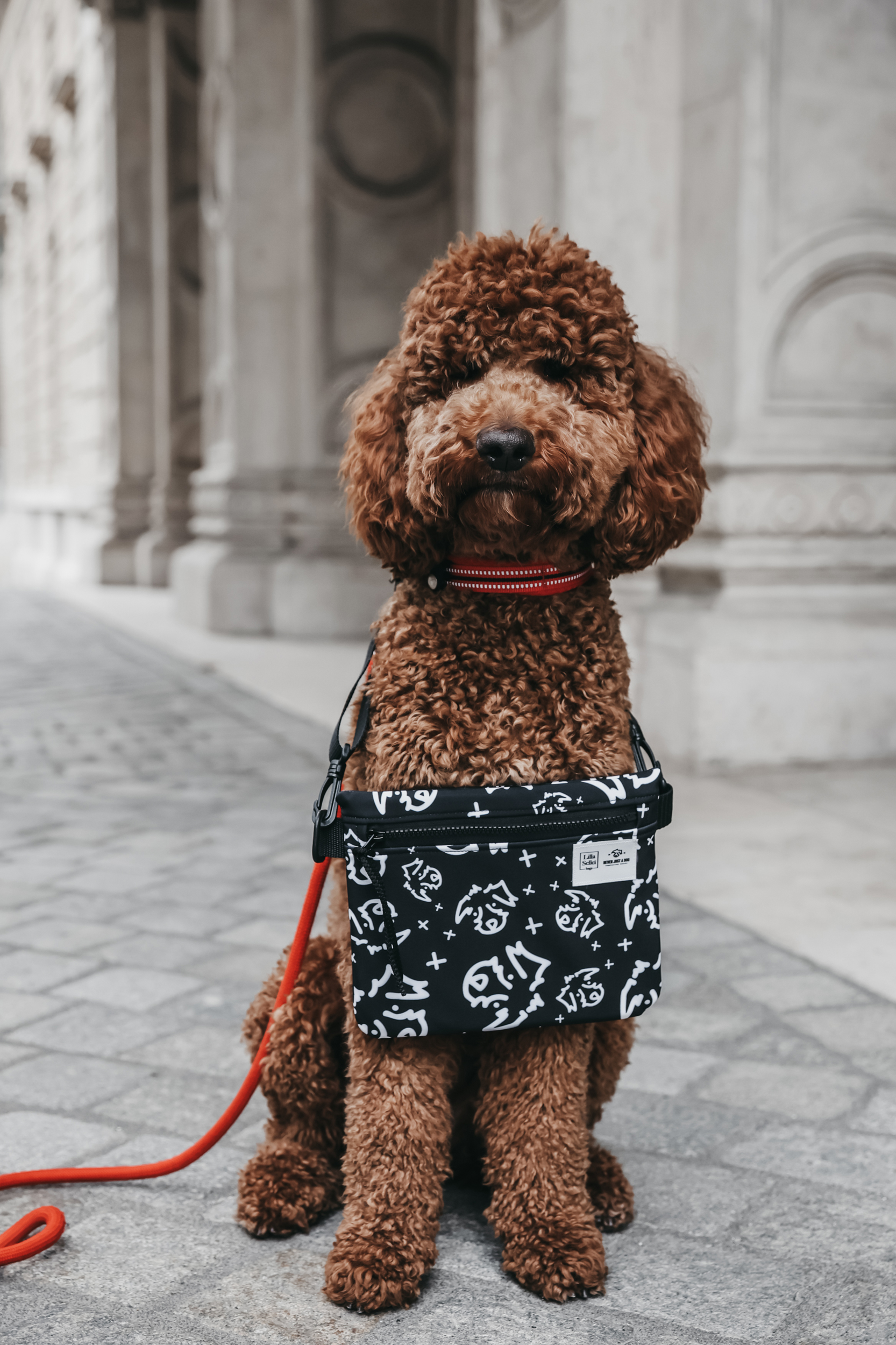 Mini PLUSZ - SOFTSHELL LSB x neverjustadog