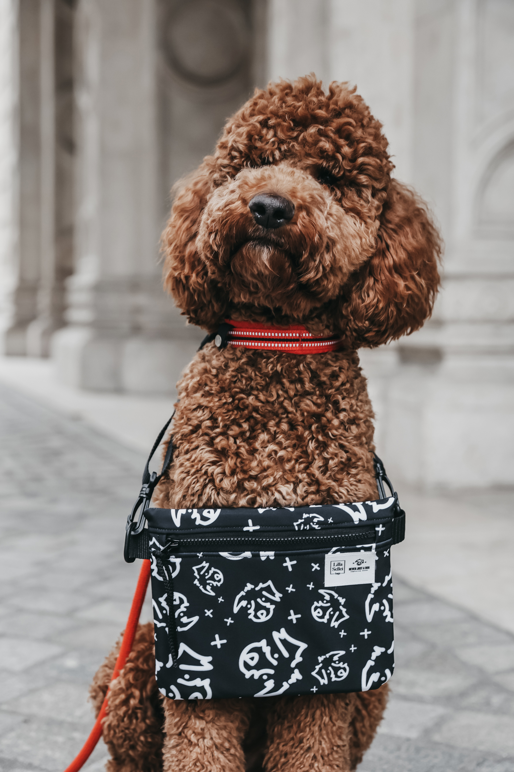 Mini PLUSZ - SOFTSHELL LSB x neverjustadog - Image 5